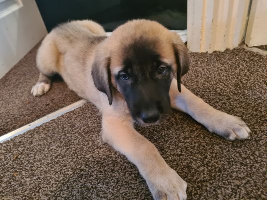 Vendita da Privato a Roma cuccioli di kangal turchi 05/07/2022