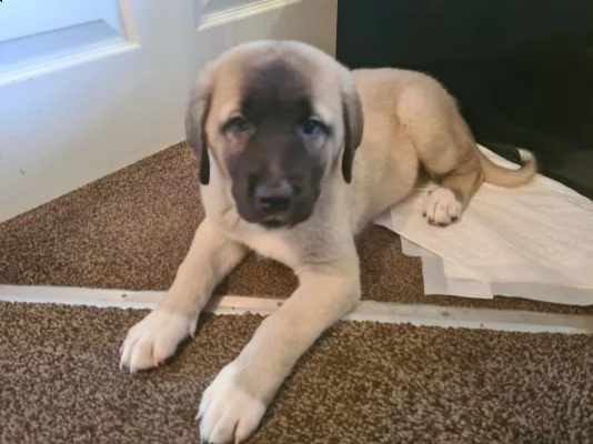 cuccioli di kangal turchi