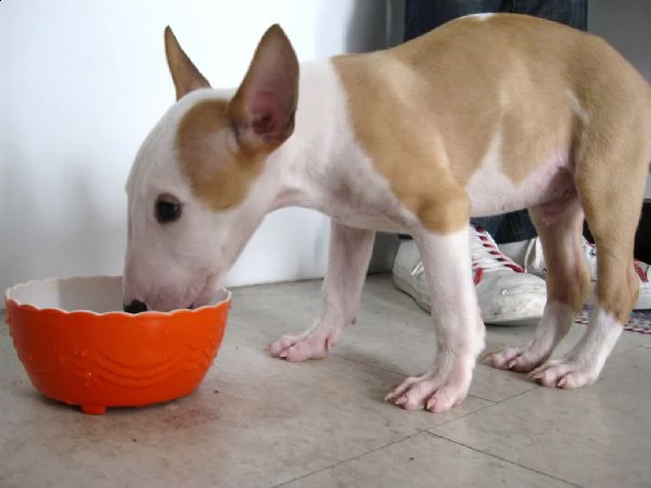 cuccioli di bull terrier