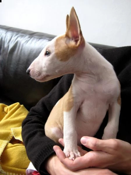 cuccioli di bull terrier | Foto 0