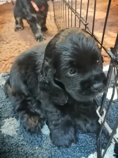 cuccioli di cocker americano cercano casa 