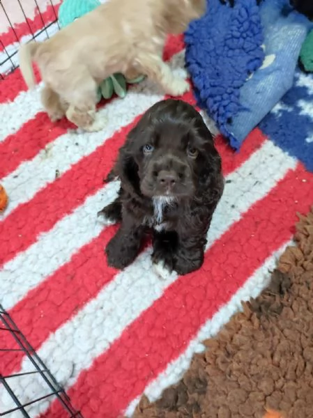cuccioli di cocker americano cercano casa  | Foto 5