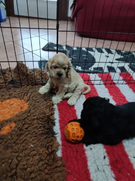 cuccioli di cocker americano cercano casa  | Foto 4