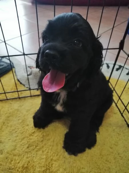 cuccioli di cocker americano cercano casa  | Foto 3