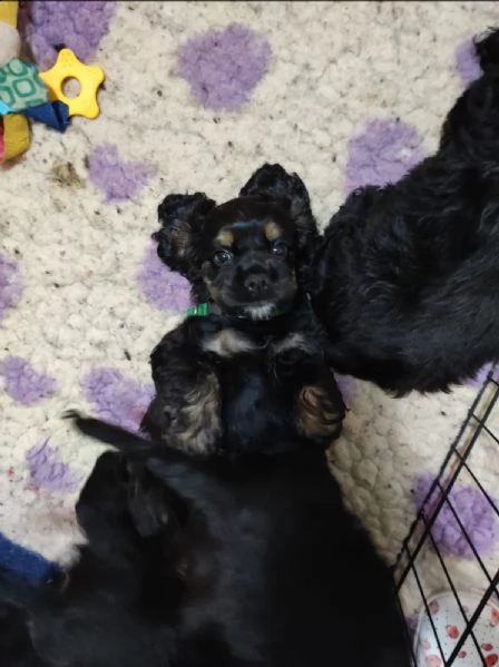cuccioli di cocker americano cercano casa  | Foto 2