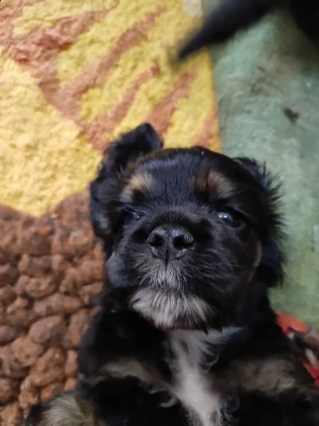 cuccioli di cocker americano cercano casa  | Foto 1
