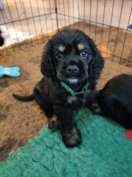 cuccioli di cocker americano cercano casa  | Foto 0