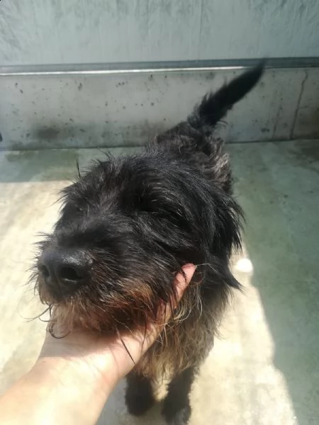 birba piccolo tesoro in canile  | Foto 4