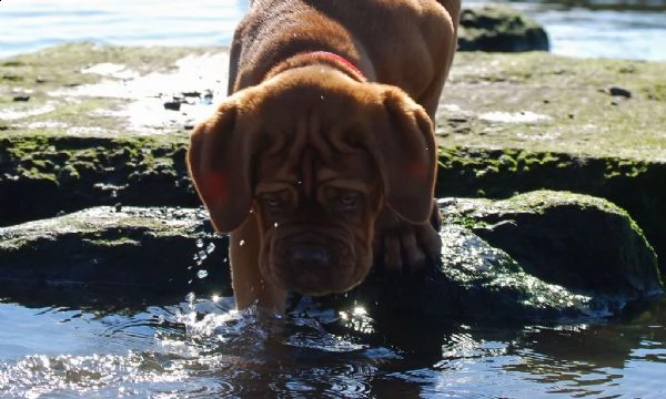 disponibili cuccioli di dogue de bordeaux | Foto 2