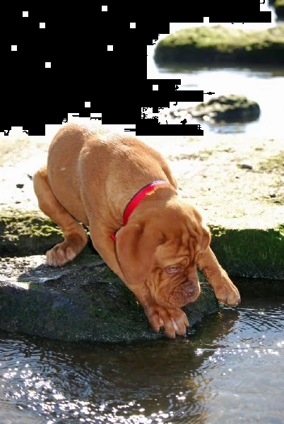 disponibili cuccioli di dogue de bordeaux | Foto 1