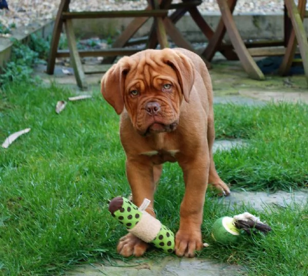 disponibili cuccioli di dogue de bordeaux