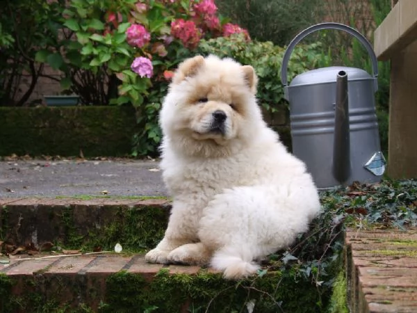 cuccioli di chow chow  | Foto 1