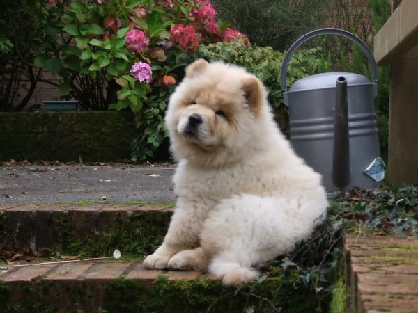 cuccioli di chow chow 