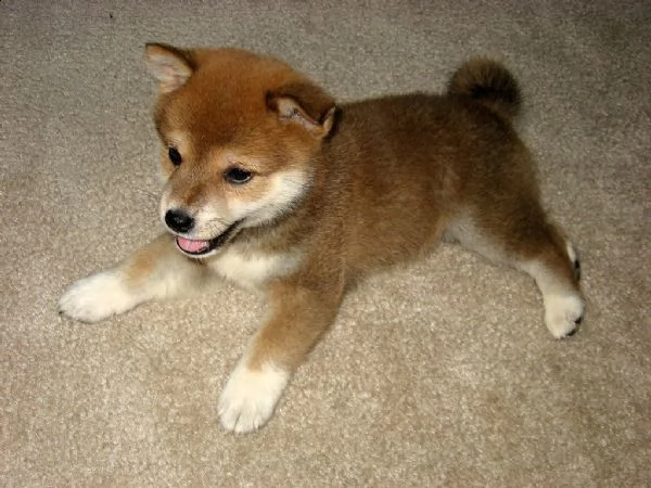 cuccioli di shiba inu | Foto 1