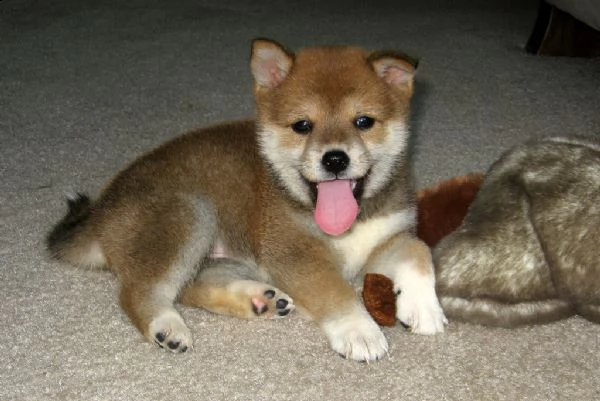 cuccioli di shiba inu | Foto 0