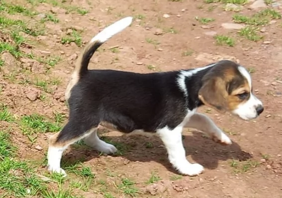 bellissimo cucciolo di beagle tricolor