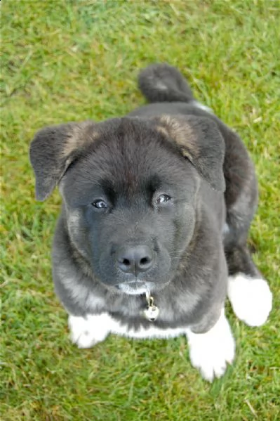 cuccioli di akita americano | Foto 2