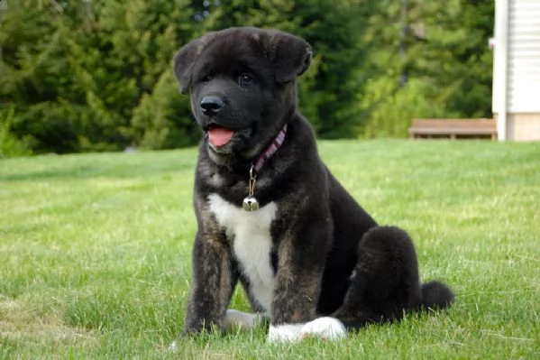 cuccioli di akita americano | Foto 1