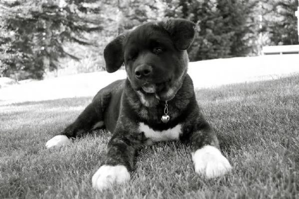 cuccioli di akita americano | Foto 0