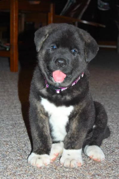 cuccioli di akita americano