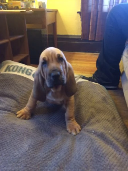 disponibili cuccioli bloodhound | Foto 1