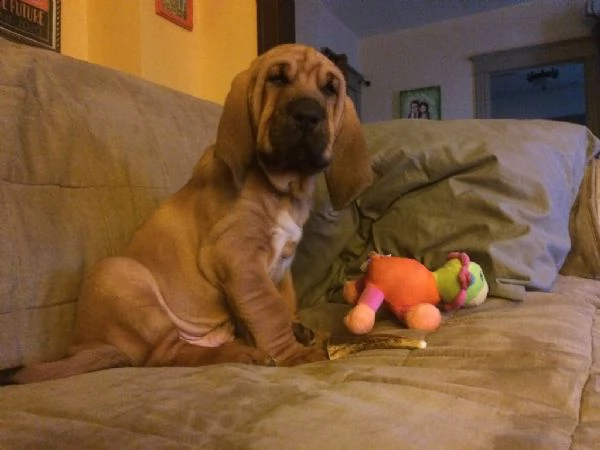 disponibili cuccioli bloodhound