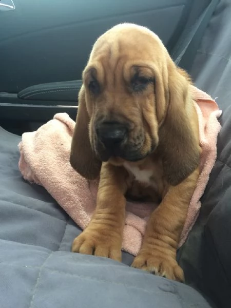 disponibili cuccioli bloodhound | Foto 0