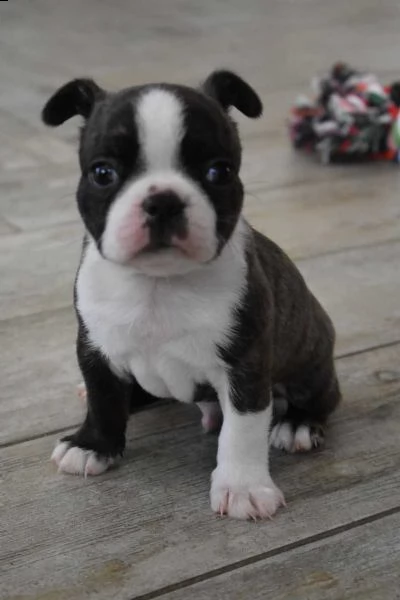 cuccioli di boston terrier | Foto 0