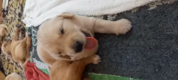 cucciolata golden retriever anglo-americani | Foto 6