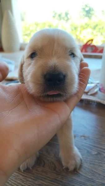 cucciolata golden retriever anglo-americani | Foto 4