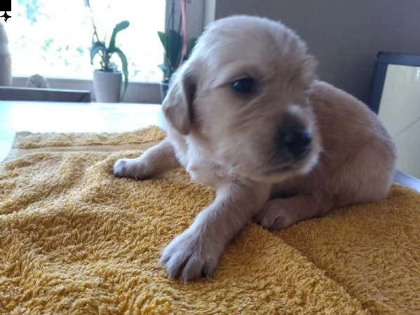 cucciolata golden retriever anglo-americani | Foto 3