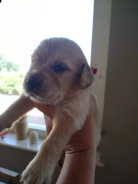 cucciolata golden retriever anglo-americani