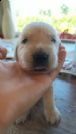 cucciolata golden retriever anglo-americani | Foto 1