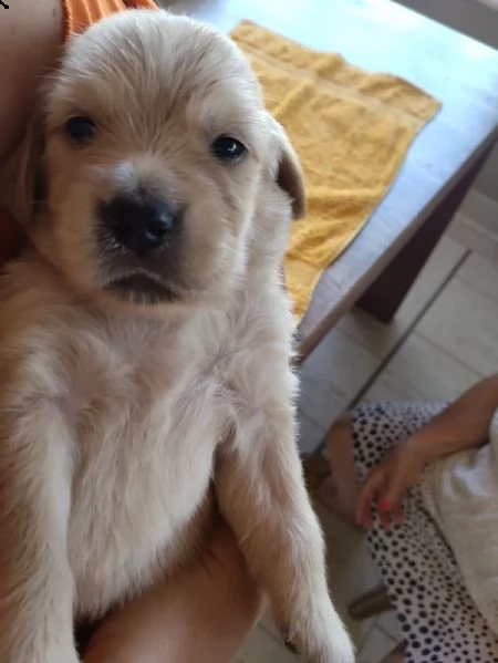 cucciolata golden retriever anglo-americani | Foto 0