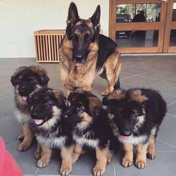 adorabili cuccioli  pastore  tedesco  femminucce e maschietti disponibili