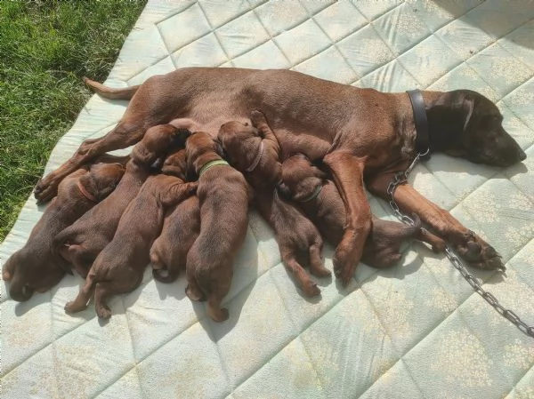 segugio bavarese-- cane da traccia | Foto 2
