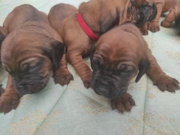 segugio bavarese-- cane da traccia | Foto 1