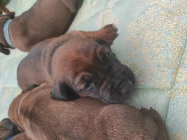 segugio bavarese-- cane da traccia