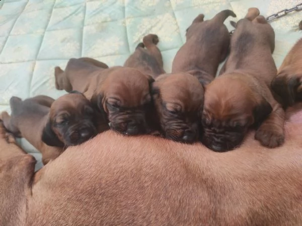 segugio bavarese-- cane da traccia | Foto 0