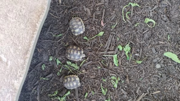 Tartaruga di terra marginata sarda | Foto 1