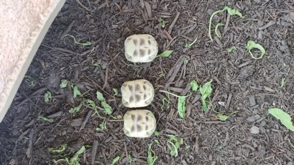 Tartaruga di terra marginata sarda | Foto 0