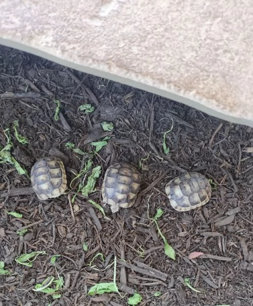 Tartaruga di terra marginata sarda