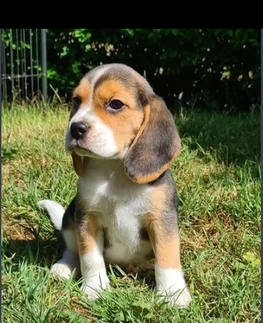 splenditi ultimi cuccioli di beagle