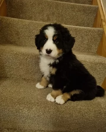 adozione di cuccioli bovaro del bernese