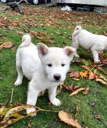 cucciolo di akita inu bianco