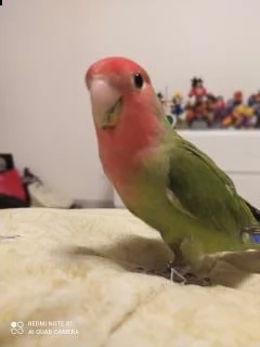 inseparabile