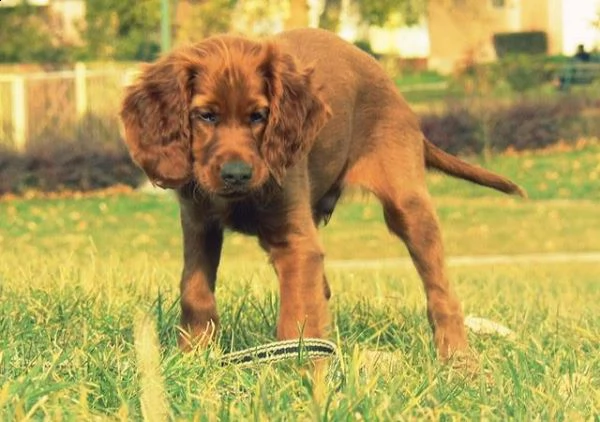 cuccioli di setter irlandese