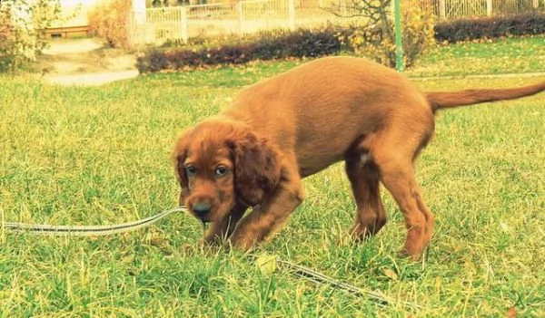cuccioli di setter irlandese | Foto 1
