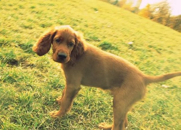 cuccioli di setter irlandese | Foto 0