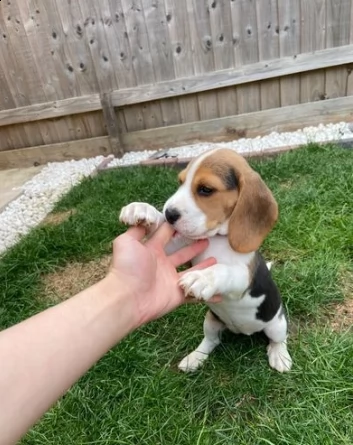 straordinari cuccioli di beagle di tre mesi